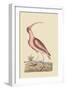 Red Curlew-Mark Catesby-Framed Art Print