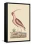 Red Curlew-Mark Catesby-Framed Stretched Canvas