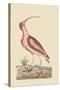Red Curlew-Mark Catesby-Stretched Canvas
