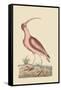 Red Curlew-Mark Catesby-Framed Stretched Canvas