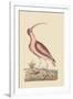 Red Curlew-Mark Catesby-Framed Art Print