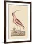 Red Curlew-Mark Catesby-Framed Art Print