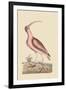 Red Curlew-Mark Catesby-Framed Art Print