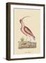 Red Curlew-Mark Catesby-Framed Art Print