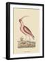 Red Curlew-Mark Catesby-Framed Art Print