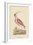 Red Curlew-Mark Catesby-Framed Art Print