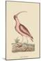 Red Curlew-Mark Catesby-Mounted Art Print