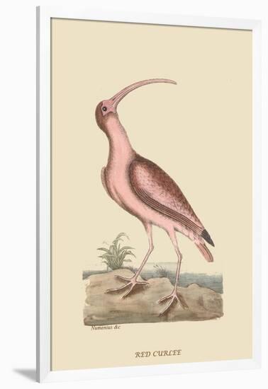 Red Curlew-Mark Catesby-Framed Art Print