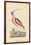 Red Curlew-Mark Catesby-Framed Art Print