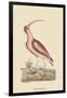 Red Curlew-Mark Catesby-Framed Art Print