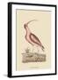 Red Curlew-Mark Catesby-Framed Art Print