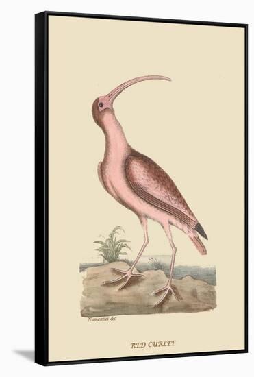 Red Curlew-Mark Catesby-Framed Stretched Canvas