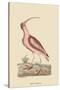 Red Curlew-Mark Catesby-Stretched Canvas