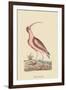 Red Curlew-Mark Catesby-Framed Art Print