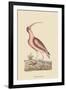 Red Curlew-Mark Catesby-Framed Art Print