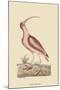 Red Curlew-Mark Catesby-Mounted Art Print