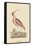 Red Curlew-Mark Catesby-Framed Stretched Canvas