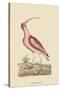 Red Curlew-Mark Catesby-Stretched Canvas