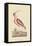 Red Curlew-Mark Catesby-Framed Stretched Canvas