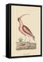 Red Curlew-Mark Catesby-Framed Stretched Canvas