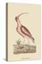 Red Curlew-Mark Catesby-Stretched Canvas