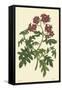 Red Curtis Botanical III-Vision Studio-Framed Stretched Canvas