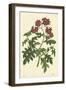 Red Curtis Botanical III-Vision Studio-Framed Art Print
