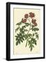 Red Curtis Botanical III-Vision Studio-Framed Art Print