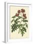 Red Curtis Botanical III-Vision Studio-Framed Art Print