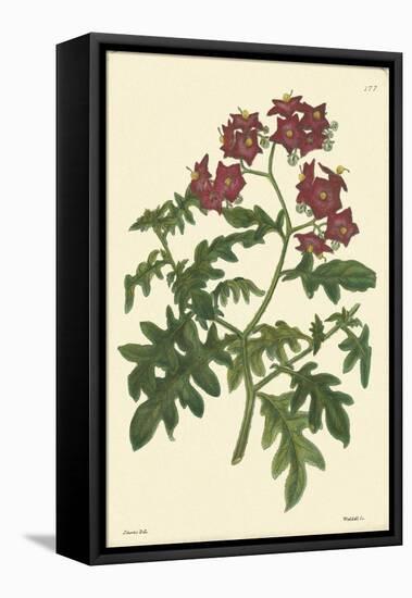 Red Curtis Botanical III-Vision Studio-Framed Stretched Canvas