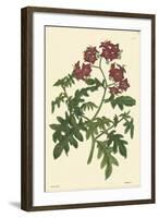 Red Curtis Botanical III-Vision Studio-Framed Art Print