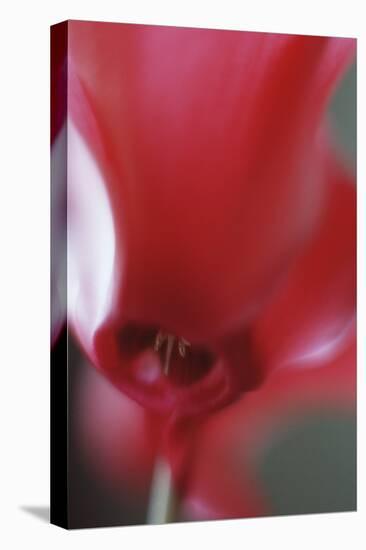 Red Cyclamen Abstract-Anna Miller-Stretched Canvas