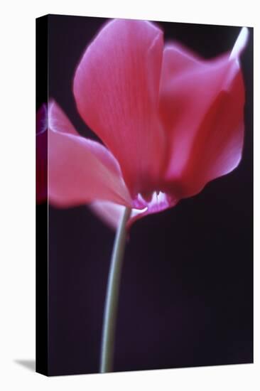 Red Cyclamen Abstract-Anna Miller-Stretched Canvas