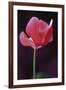 Red Cyclamen Abstract-Anna Miller-Framed Photographic Print