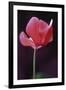 Red Cyclamen Abstract-Anna Miller-Framed Photographic Print