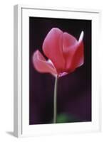 Red Cyclamen Abstract-Anna Miller-Framed Photographic Print