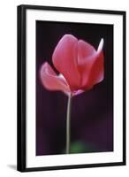 Red Cyclamen Abstract-Anna Miller-Framed Photographic Print