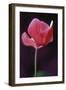 Red Cyclamen Abstract-Anna Miller-Framed Photographic Print