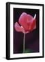 Red Cyclamen Abstract-Anna Miller-Framed Photographic Print