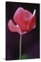 Red Cyclamen Abstract-Anna Miller-Stretched Canvas