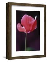 Red Cyclamen Abstract-Anna Miller-Framed Photographic Print