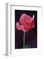 Red Cyclamen Abstract-Anna Miller-Framed Photographic Print