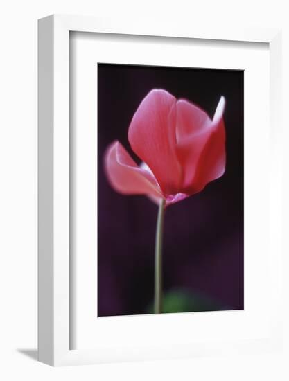 Red Cyclamen Abstract-Anna Miller-Framed Photographic Print