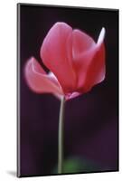 Red Cyclamen Abstract-Anna Miller-Mounted Photographic Print