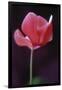 Red Cyclamen Abstract-Anna Miller-Framed Photographic Print