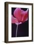 Red Cyclamen Abstract-Anna Miller-Framed Photographic Print