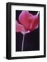 Red Cyclamen Abstract-Anna Miller-Framed Photographic Print