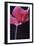 Red Cyclamen Abstract-Anna Miller-Framed Photographic Print