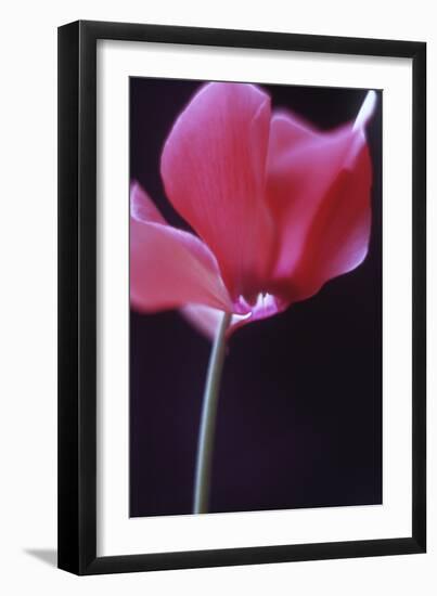 Red Cyclamen Abstract-Anna Miller-Framed Photographic Print