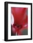 Red Cyclamen Abstract-Anna Miller-Framed Photographic Print